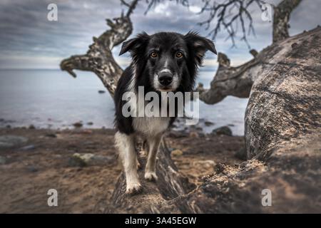 Collie de bordure mâle Banque D'Images