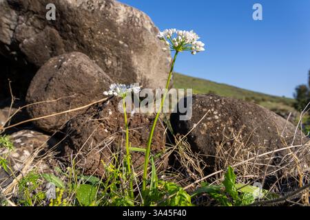 L'ail napolitain (Allium neapolitanum) pousse sur les rives du Jourdain Banque D'Images