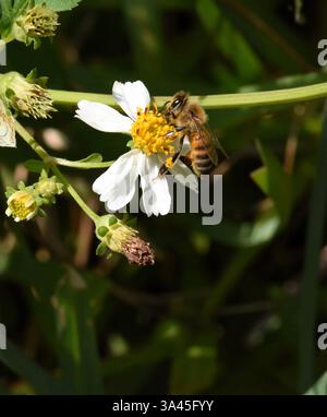 Abeille à miel (Apis mellifera) sur aiguille espagnole (Bidens alba). Spanish Needle est la troisième source de nectar la plus couramment utilisée pour la production de miel i. Banque D'Images