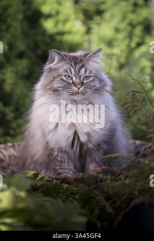 Longhair allemand Banque D'Images