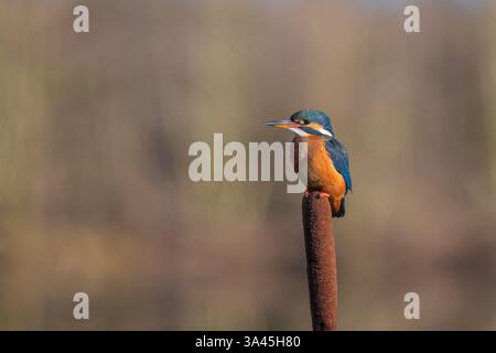 Femelle Kingfisher, Alcedo Athis, perché sur une branche Banque D'Images