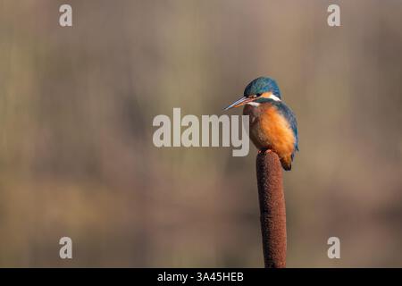 Femelle Kingfisher, Alcedo Athis, perché sur une branche Banque D'Images