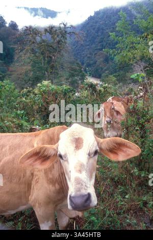 Vaches Brahman à grandes oreilles qui paissent dans un paysage montagneux luxuriant pendant la lumière du petit matin dans une zone rurale aux Fidji. Banque D'Images