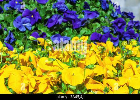 Parterre de fleurs avec des pansies jaunes et bleues grandissantes. Fleurs de pensées lumineuses poussent dans le jardin ornemental de printemps, couleurs du drapeau ukrainien. Viole fleurie wirttroc Banque D'Images