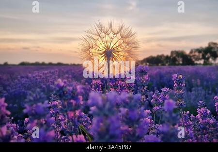 Gros plan pissenlit moelleux contre le coucher de soleil dans le champ de lavande violet. Magnifique paysage d'été, plantes de lavandula parfumées dans la prairie Banque D'Images