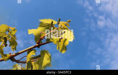 Brindille de vigne en croissance, feuilles vertes sur des branches suspendues sur fond de ciel bleu. De nouveaux bourgeons de raisins avant de fleurir dans le vignoble. Banque D'Images