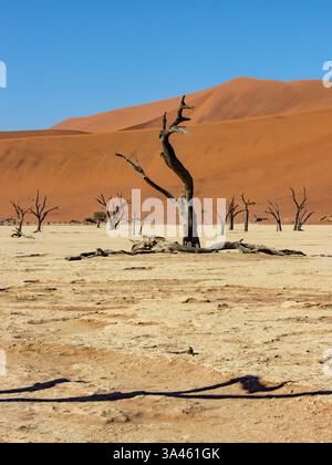 Les étranges squelettes d'arbres morts de Dooievlei, contre les hautes dunes rouges de la région de Sossusvlei de la vaste mer de sable du Namib. Banque D'Images