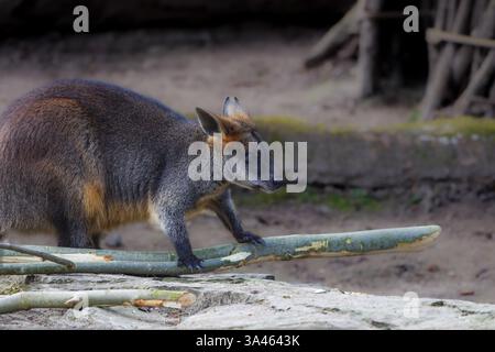 Wallaby sur un Log In Natural Habitat. Un wallaby debout sur une bûche dans un cadre naturel, avec un fond flou. Banque D'Images