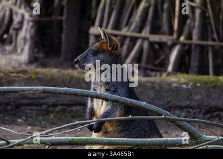 Wallaby dans l'habitat naturel avec des branches. Un wallaby debout dans un habitat naturel avec des branches au premier plan. Banque D'Images