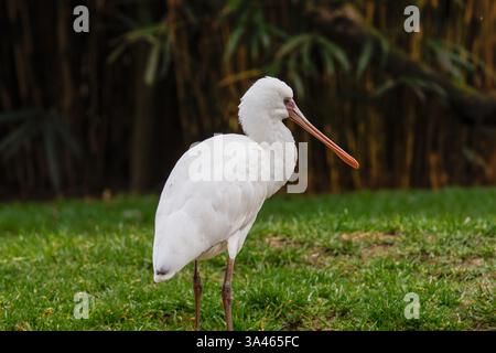 Bec de cuillère africain (Platalea alba), oiseau sur herbe. Un oiseau blanc bec de cuillère debout sur l'herbe verte avec un fond naturel flou. Banque D'Images