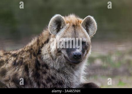 Gros plan Portrait d'une hyène tachetée. Gros plan d'une hyène tachetée avec un fond naturel flou. Banque D'Images