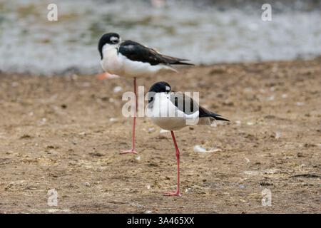 Pilotis à col noir sur Muddy Shore. Deux échasses à cou noir, Himantopus mexicanus knudseni debout sur un rivage boueux près de l'eau. Banque D'Images