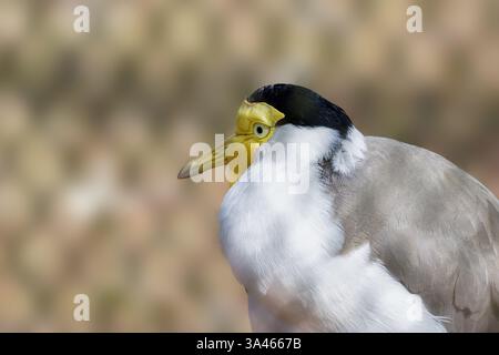 Gros plan sur un oiseau ondulant masqué. Gros plan d'un oiseau griffonné masqué avec des guêtres jaunes distinctifs et un chapeau noir. Banque D'Images