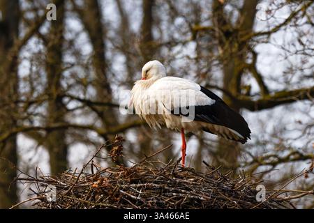 Cigogne blanche sur nid avec arbres sans feuilles. Une cigogne blanche debout sur un nid fait de brindilles, avec un fond flou d'arbres sans feuilles. Banque D'Images