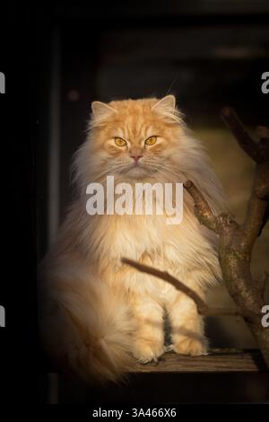 Tomcat Longhair allemande Banque D'Images