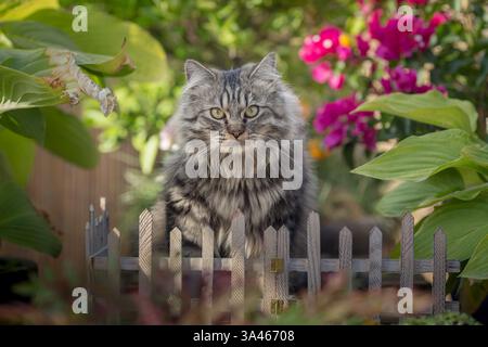 Tomcat Longhair allemande Banque D'Images