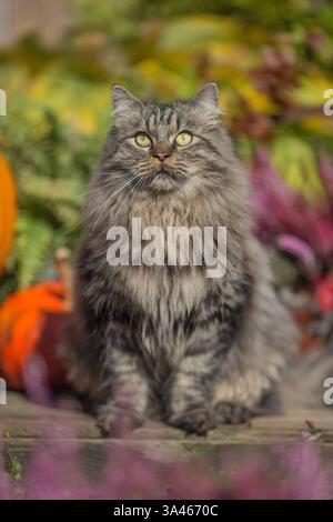 Tomcat Longhair allemande Banque D'Images