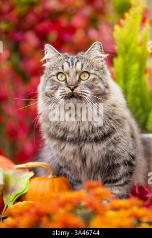 Tomcat Longhair allemande Banque D'Images