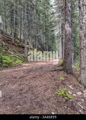 Un sentier de randonnée en terre serpentant à travers une forêt dense de grands arbres à feuilles persistantes, avec une lumière douce filtrant à travers les branches, créant un outdoo paisible Banque D'Images
