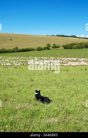Chien de brebis élevant un grand troupeau de moutons courant à travers un champ par une journée ensoleillée, photographie en noir et blanc, vue de côté sussex, Angleterre, Britian, copie s Banque D'Images