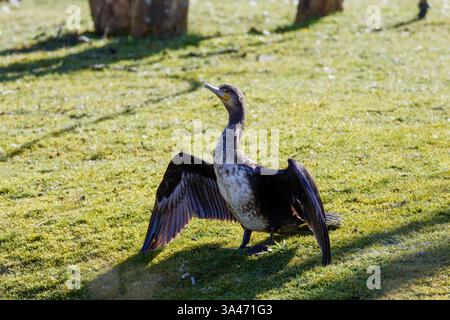 Le grand cormoran (Phalacrocorax carbo), connu sous le nom de cerf noir ou kawau en Nouvelle-Zélande, anciennement connu sous le nom de grand cormoran noir à travers le TH Banque D'Images