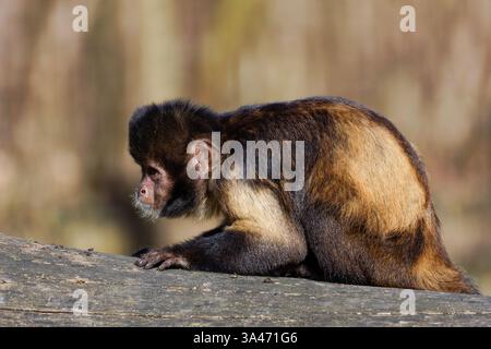 Le capucin à ventre doré (Sapajus xanthosternos), également connu sous le nom de capucin à poitrine jaune ou à tête buff, est une espèce du Nouveau monde ou néotrope Banque D'Images