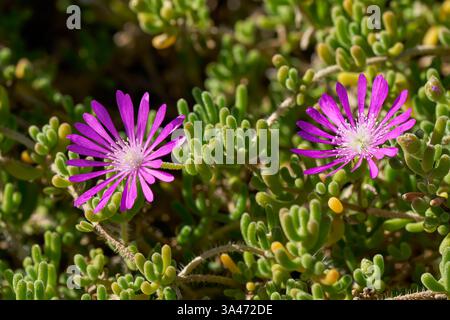 Deux fleurs roses de Drosanthemum en gros plan sur une plante Banque D'Images