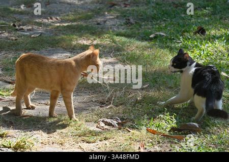 Deux chats dans le parc. Antalya, Türkiye Banque D'Images