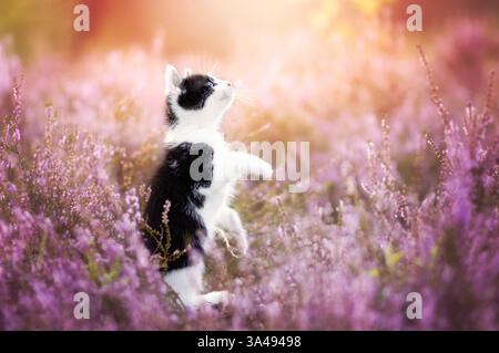 chaton Banque D'Images