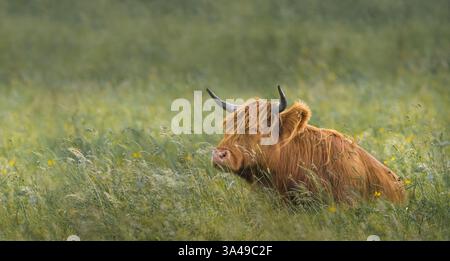 Un seul taureau des hautes terres reposant sur un pré avec de hautes herbes, espace de copie, 16 :9 Banque D'Images