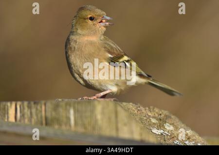 chapelet féminin perché sur une clôture Banque D'Images