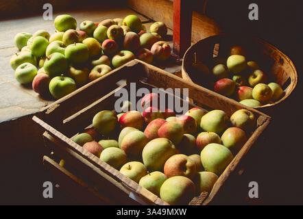 Pommes fraîchement cueillies sur le rebord de la fenêtre ; Hans Herr House ; structure la plus ancienne et Mennonite Meeting House dans le comté de Lancaster (1719) ; Pennsylvanie ; États-Unis Banque D'Images