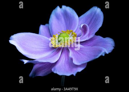 Fleur d'anémone japonaise sur fond noir Banque D'Images