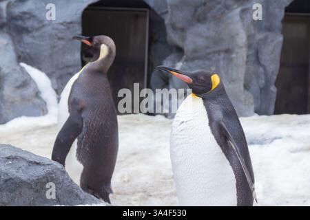 Une jolie parade de pingouins pendant l'hiver dans un zoo à Hokkaido, qui peut être vu de décembre à mi-mars dans la ville d'Asahikawa Banque D'Images