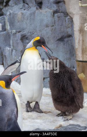 Une jolie parade de pingouins pendant l'hiver dans un zoo à Hokkaido, qui peut être vu de décembre à mi-mars dans la ville d'Asahikawa Banque D'Images