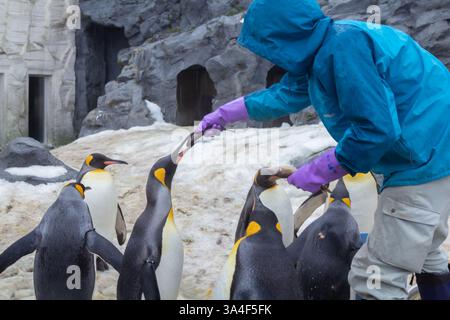 Une jolie parade de pingouins pendant l'hiver dans un zoo à Hokkaido, qui peut être vu de décembre à mi-mars dans la ville d'Asahikawa Banque D'Images