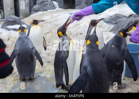 Une jolie parade de pingouins pendant l'hiver dans un zoo à Hokkaido, qui peut être vu de décembre à mi-mars dans la ville d'Asahikawa Banque D'Images