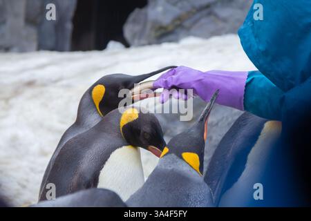 Une jolie parade de pingouins pendant l'hiver dans un zoo à Hokkaido, qui peut être vu de décembre à mi-mars dans la ville d'Asahikawa Banque D'Images
