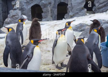 Une jolie parade de pingouins pendant l'hiver dans un zoo à Hokkaido, qui peut être vu de décembre à mi-mars dans la ville d'Asahikawa Banque D'Images