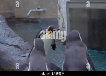 Une jolie parade de pingouins pendant l'hiver dans un zoo à Hokkaido, qui peut être vu de décembre à mi-mars dans la ville d'Asahikawa Banque D'Images
