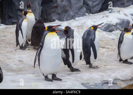 Une jolie parade de pingouins pendant l'hiver dans un zoo à Hokkaido, qui peut être vu de décembre à mi-mars dans la ville d'Asahikawa Banque D'Images