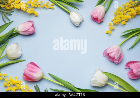Les tulipes roses et blanches et les branches de mimosa créent un cadre décoratif sur fond bleu clair, parfait pour les fêtes de printemps Banque D'Images