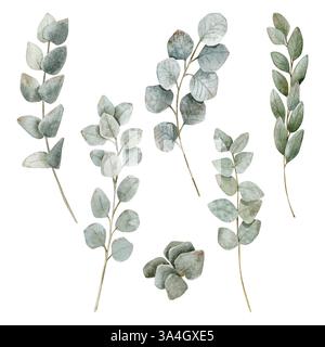 Aquarelle dessinée à la main ensemble de cinq branches d'eucalyptus ensemencées différentes convenant à la fabrication de différentes compositions. Banque D'Images
