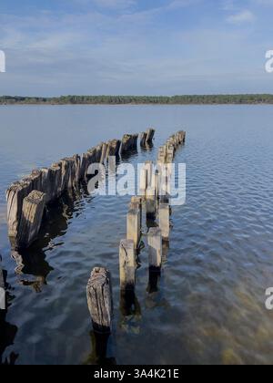 De vieux pilotis en bois émergent des eaux calmes du lac Sanguinet en Gironde, en France, reflétant le ciel bleu clair et la nature environnante Banque D'Images