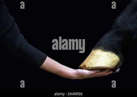 Cheval de Sport allemand Banque D'Images