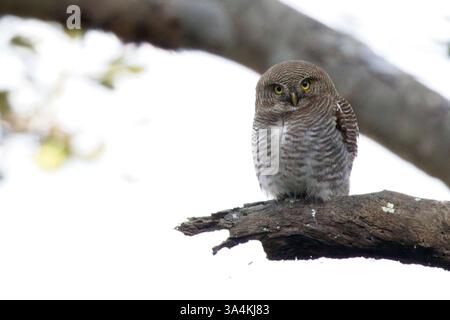 Chouette de la jungle ou chouette barrée, (Glaucidium radiatum) perchée sur une branche du parc national Jim Corbett, Uttarakhand, Inde. Banque D'Images
