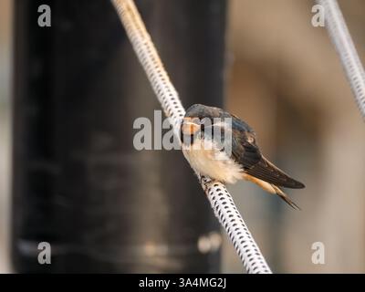 Hirondelle de grange, Hirundo rustica, portrait d'un juvénile perché sur une corde, Heiligenhafen, Allemagne Banque D'Images