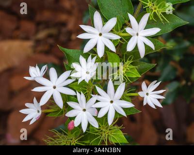 Vue rapprochée de délicates fleurs blanches de jasminum multipartitum arbuste aka jasmin sauvage étoilé ou jasmin africain fleurissant à l'extérieur dans un jardin tropical Banque D'Images