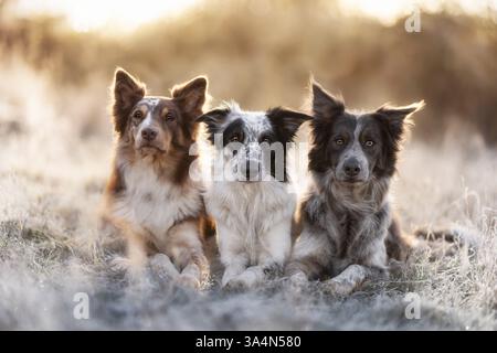 Border Collies masculins Banque D'Images