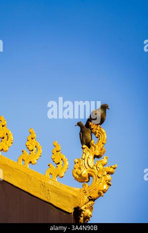 Les pigeons perchés sur des détails de temple dorés ornés contre un ciel bleu clair au Laos, capturant la beauté sereine et la richesse culturelle de la région Banque D'Images